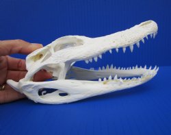 7-3/4 inches Authentic Florida Alligator Skull for $69.99