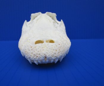 7-3/4 inches Authentic Florida Alligator Skull for $69.99