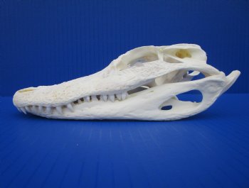 7-3/4 inches Authentic Florida Alligator Skull for $69.99