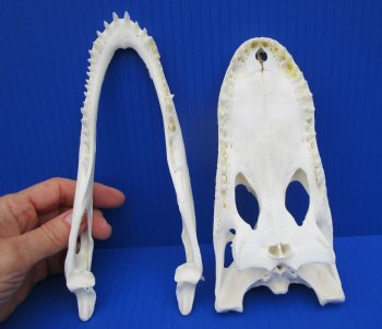 7-3/4 inches Authentic Florida Alligator Skull for $69.99