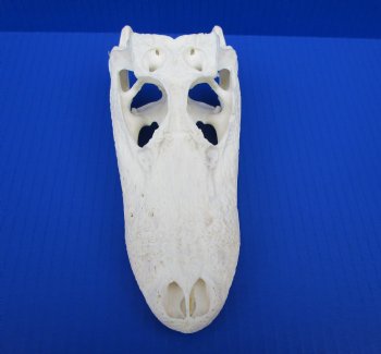 7-3/4 inches Authentic Florida Alligator Skull for $69.99