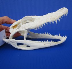 7-1/4 inches Authentic Florida Alligator Skull for $69.99
