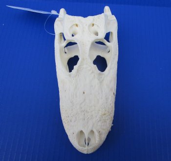 7-1/4 inches Authentic Florida Alligator Skull for $69.99