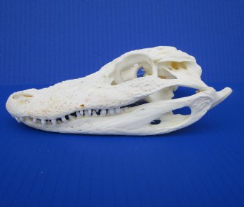 7-1/4 inches Authentic Florida Alligator Skull for $69.99