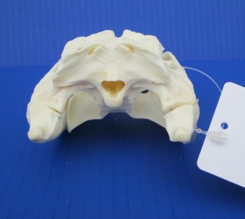 7-1/4 inches Authentic Florida Alligator Skull for $69.99