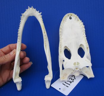 7-1/4 inches Authentic Florida Alligator Skull for $69.99