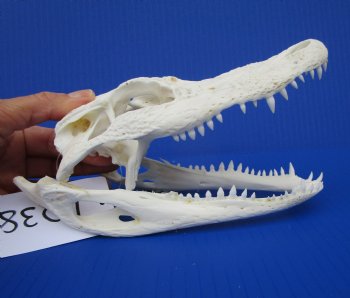 7-1/4 inches Authentic Florida Alligator Skull for $69.99