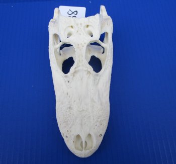7-1/4 inches Authentic Florida Alligator Skull for $69.99
