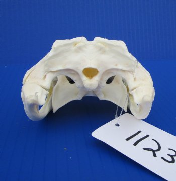 7-1/4 inches Authentic Florida Alligator Skull for $69.99