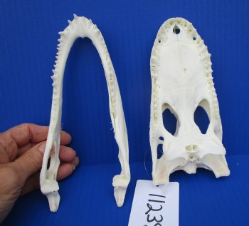 7-1/4 inches Authentic Florida Alligator Skull for $69.99