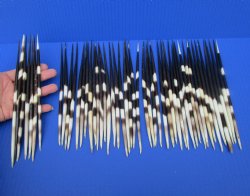 50 Thick Porcupine Quills 7-3/4 to 8-3/4 inches long - Buy these for $1.60 each