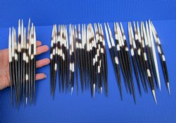 50 Thick Porcupine Quills 6-3/4 to 8-1/4 inches long - Buy these for $1.50 each