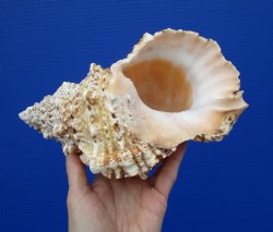 9 inches Large Decorative Frog Shell,- Buy this one for $19.99