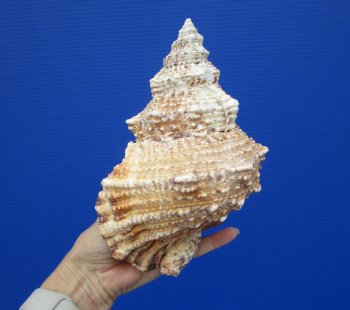 9 inches Large Decorative Frog Shell,- Buy this one for $19.99