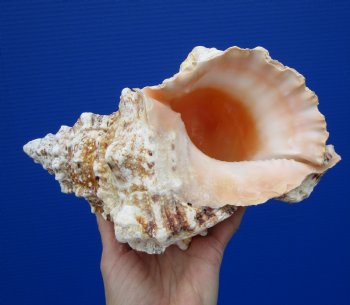 Large Frog Shell for Decorating, 9-1/4 inches - Buy this one for $19.99