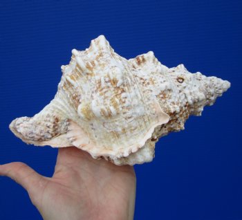 Large Frog Shell for Decorating, 9-1/4 inches - Buy this one for $19.99