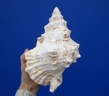 Large Frog Shell for Decorating, 9-1/4 inches - Buy this one for $19.99