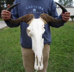 23-1/2 inches wide Blue Wildebeest Skull <font color=red> Discount Grade B</font> for $69.99