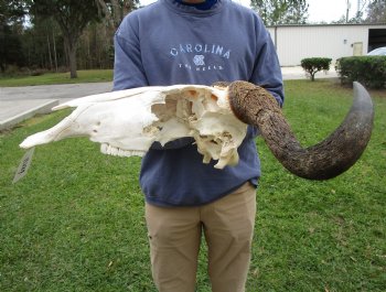 23-1/2 inches wide Blue Wildebeest Skull <font color=red> Discount Grade B</font> for $69.99