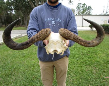 23-1/2 inches wide Blue Wildebeest Skull <font color=red> Discount Grade B</font> for $69.99