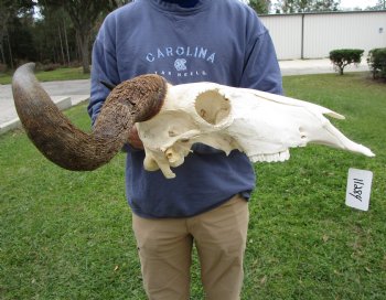 23-1/2 inches wide Blue Wildebeest Skull <font color=red> Discount Grade B</font> for $69.99
