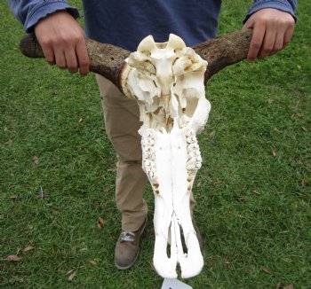 23-1/2 inches wide Blue Wildebeest Skull <font color=red> Discount Grade B</font> for $69.99