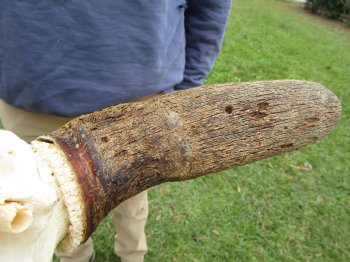 23-1/2 inches wide Blue Wildebeest Skull <font color=red> Discount Grade B</font> for $69.99
