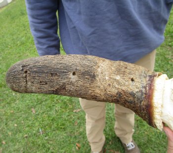 23-1/2 inches wide Blue Wildebeest Skull <font color=red> Discount Grade B</font> for $69.99