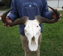 25-1/2 inches wide Blue Wildebeest Skull <font color=red> Discount Grade B</font> for $69.99