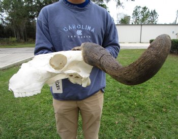 25-1/2 inches wide Blue Wildebeest Skull <font color=red> Discount Grade B</font> for $69.99