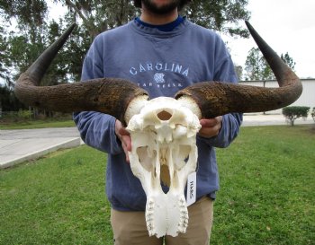 25-1/2 inches wide Blue Wildebeest Skull <font color=red> Discount Grade B</font> for $69.99