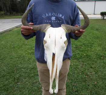 19-1/2 inches wide Blue Wildebeest Skull <font color=red> Discount Grade B</font> for $69.99