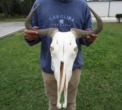 19-1/2 inches wide Blue Wildebeest Skull <font color=red> Discount Grade B</font> for $69.99