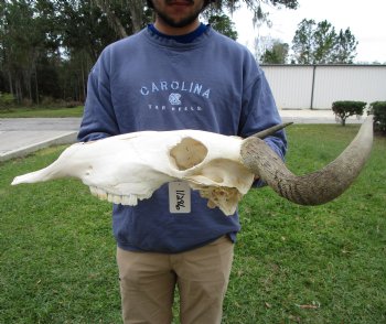 19-1/2 inches wide Blue Wildebeest Skull <font color=red> Discount Grade B</font> for $69.99