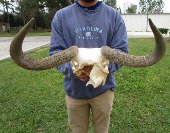 19-1/2 inches wide Blue Wildebeest Skull <font color=red> Discount Grade B</font> for $69.99
