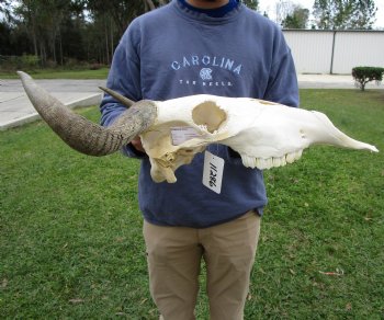 19-1/2 inches wide Blue Wildebeest Skull <font color=red> Discount Grade B</font> for $69.99