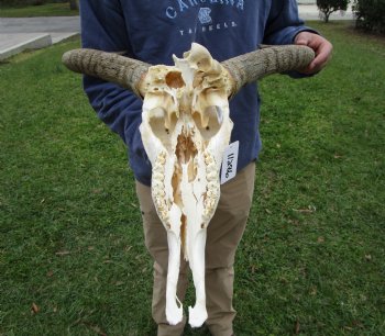 19-1/2 inches wide Blue Wildebeest Skull <font color=red> Discount Grade B</font> for $69.99