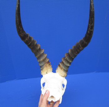 African Blesbok Skull with 15 Inches Horns <font color=red> Discount Grade B</font> for $64.99
