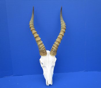 Large African Blesbok Skull with 16-1/4 Inches Horns <font color=red> Discount Grade B</font> for $64.99