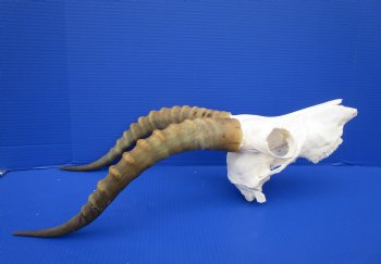 Large African Blesbok Skull with 16-1/4 Inches Horns <font color=red> Discount Grade B</font> for $64.99