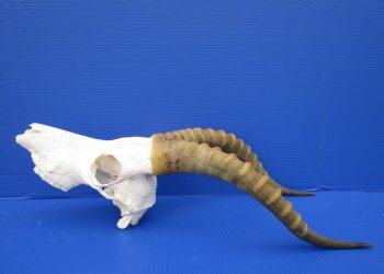 Large African Blesbok Skull with 16-1/4 Inches Horns <font color=red> Discount Grade B</font> for $64.99