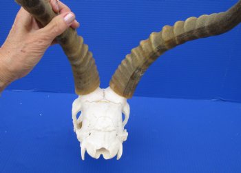 Large African Blesbok Skull with 16-1/4 Inches Horns <font color=red> Discount Grade B</font> for $64.99
