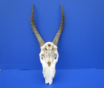 Large African Blesbok Skull with 16-1/4 Inches Horns <font color=red> Discount Grade B</font> for $64.99