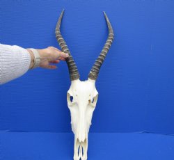 African Blesbok Sku...