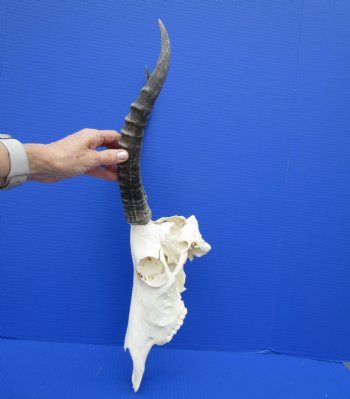 African Blesbok Skull with 13-1/2 Inches Horns <font color=red> Discount Grade B </font> for $64.99
