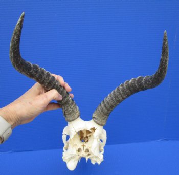African Blesbok Skull with 13-1/2 Inches Horns <font color=red> Discount Grade B </font> for $64.99