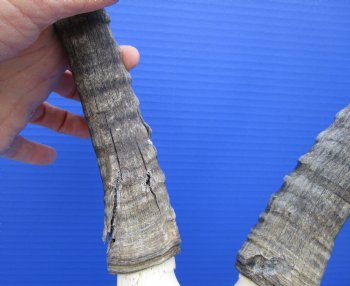 African Blesbok Skull with 13-1/2 Inches Horns <font color=red> Discount Grade B </font> for $64.99