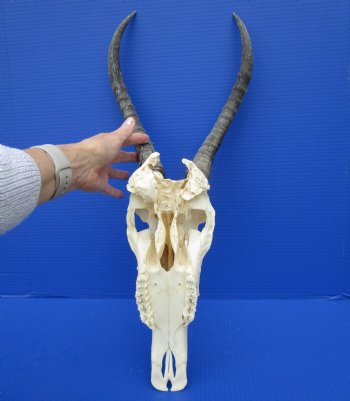 African Blesbok Skull with 13-1/2 Inches Horns <font color=red> Discount Grade B </font> for $64.99
