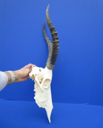African Blesbok Skull with 13-1/2 Inches Horns <font color=red> Discount Grade B </font> for $64.99