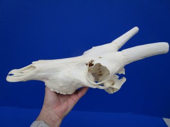 African Blesbok Skull with 13-1/2 Inches Horns <font color=red> Discount Grade B </font> for $64.99
